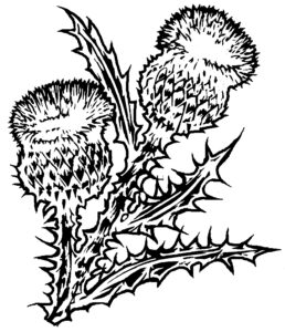 Thistle design